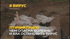 Алтайские ветеринары готовятся к возможной вспышке птичьего гриппа