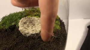 DIY - Terrarium -The Lonely Rock