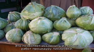 Когда сажать позднюю капусту в открытый грунт
