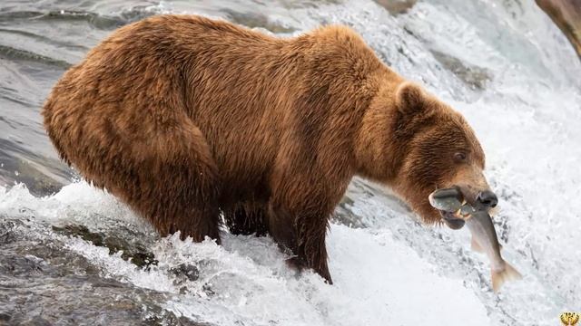 Бурый медведь против Дикого кабана КТО ПОБЕДИТ в схватке тяжеловесов смотреть онлайн