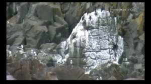 Камчатка. Старичков остров.mpg