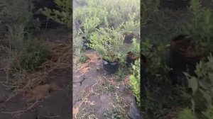 Как отправить голубику в зиму, почему сохнут листья на голубике
