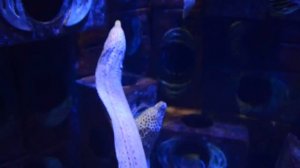 Леопардовая мурена пятнистая Aтлантис Дубай океанариум/Leopard spotted moray Atlantis Dubai Aquariu