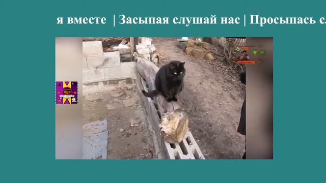 Проведём часы счастья вместе 06 Котик Море цветы  like