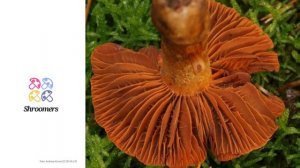 Orangefuchsiger Raukopf (Cortinarius orellanus) | Praktisches Pilzprofil | Shroomers