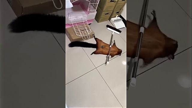 Утренние растяжки