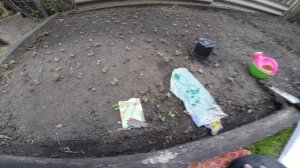 Посадка кабачков в открытый грунт