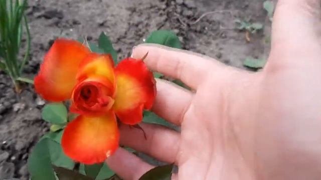 Розовая клумба