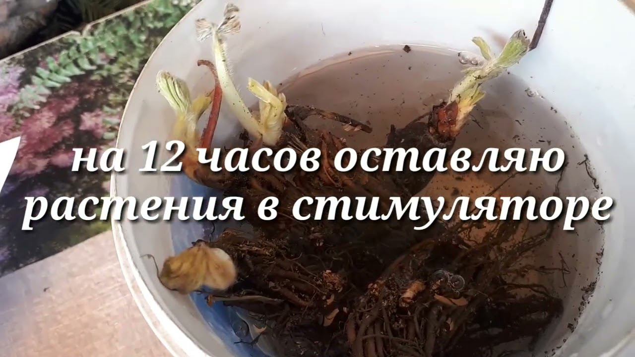 Саженцы клубники от САДОВОГО РАЯ, реанимация растишек.