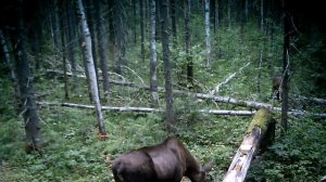 Лось на солонце.