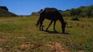 Звуки лошадей,как они себя ведут и розговаривоют.Для детей.