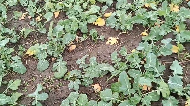 Озимый рапс - проба, попытка номер два смотреть онлайн