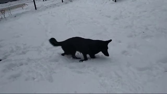 Немецкая овчарка