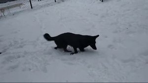 Немецкая овчарка