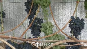 Виноград Беларуси. Лидчина. Сорт винограда Сфинкс.