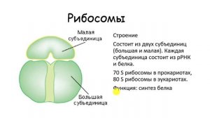 СТРОЕНИЕ КЛЕТКИ. двумембранные и немембранные органоиды  Ядро