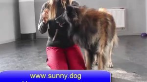 Малинуа или тервюрен.   Правильно выбираем породу.