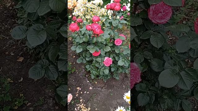 21.06.2023 г.Розы Травиата, Поль Бокюз. смотреть онлайн