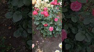 21.06.2023 г.Розы Травиата, Поль Бокюз.