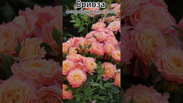 Роза Бриоза - Briosa ( Barni, 1990)