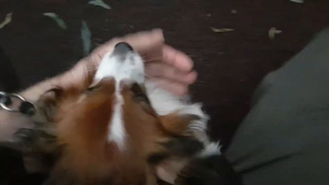 Папильон катается с горки смотреть онлайн