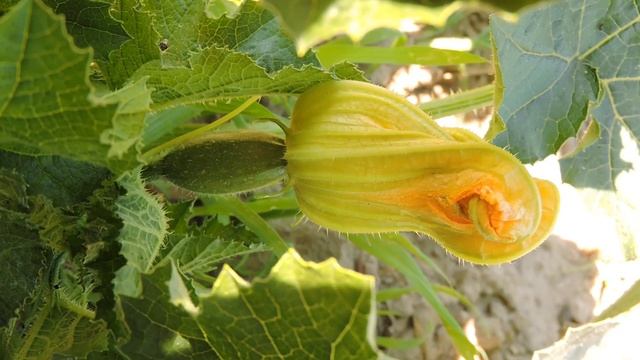 Dynia makaronowa - jak rośnie, gotowanie na parze / Spaghetti squash - how it grows, steam cooking смотреть онлайн