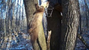 Охота на куницу капканами кп-120 2022 г.3 декабря. проверяю капканы.