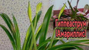 Гиппеаструм (Амариллис). Зацветёт множеством цветоносов!