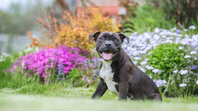 Staffy Puppies 101: Everything You Need to Know смотреть онлайн