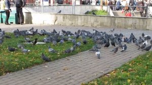 Canon PowerShot G15 flock of pigeons by central trains station test video Riga Latvia