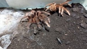 Theraphosa apophysis feed attempt after molt