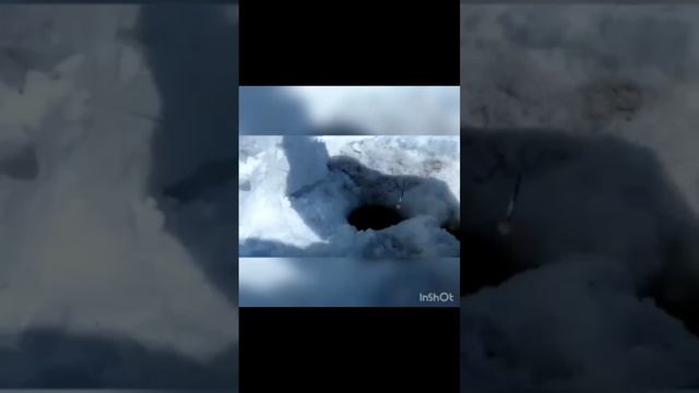 Ловля корюшки на блёсны от Mr. Musurok