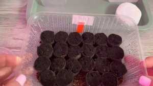 ЛЕГКИЙ способ СТРАТИФИКАЦИИ семян! Какие цветы? 2 часть!