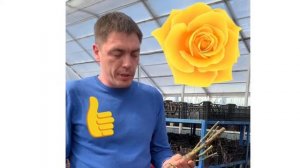 Как определить хороший ли саженец розы и как высаживать розу