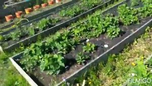 Борьба с белокрылкой! Что делать? Привожу огород в порядок.