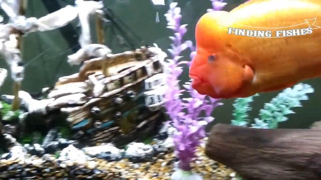 Central American cichlid: Most popular