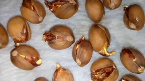 Семена иранской фисташки Фандоги. 3 день | Small Gardens