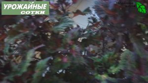 Сыпь, отек, зуд, покраснение, дерматит, плохое настроение - это всё он - МУЖЕГОН! Коварство КОЛЕУСА