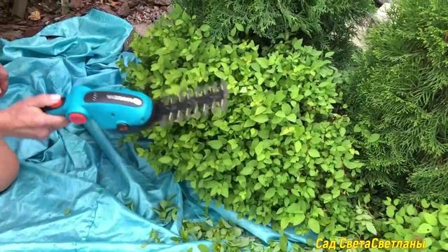 Красивый УХОЖЕННЫЙ сад. Вопросы-Ответы#ландшафтныйдизайндачисвоимируками#красивыерастениядлясада смотреть онлайн