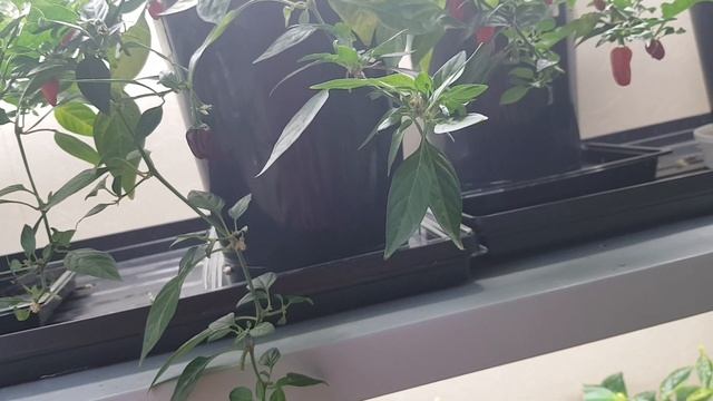 Стеллаж для рассады 11.12.2021 смотреть онлайн