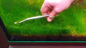 Элеохарис мини