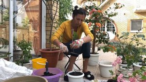 БУГЕНВИЛЛИЯ ПЕРЕСАДКА И ГРУНТ 4К