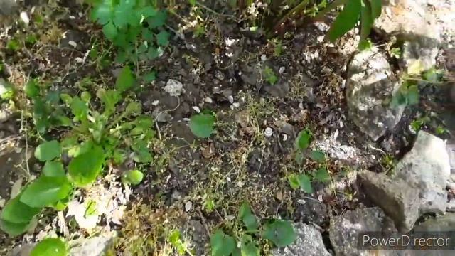 Пионы. Необходимая подкормка для роста бутонов и пышного цветения.