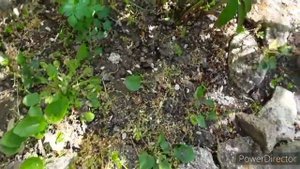 Пионы. Необходимая подкормка для роста бутонов и пышного цветения.
