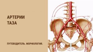 Артерии таза