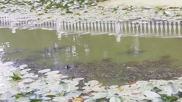 Як дикі качки роблять гніздо смотреть онлайн