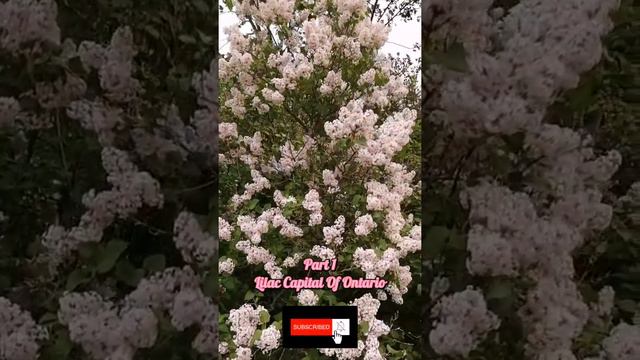 Part 1 Lilac Capital Of Ontario смотреть онлайн