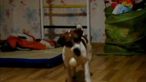 Джек Рассел Терьер играет с шариком