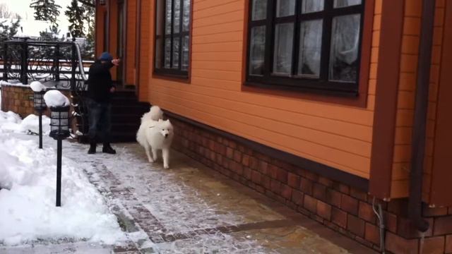 Дрессировка собаки Москв