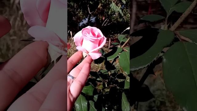 Ответ на вопрос подписчицы. Цвет розы Республика Монмартр. Немножечко октябрьского цветения. смотреть онлайн